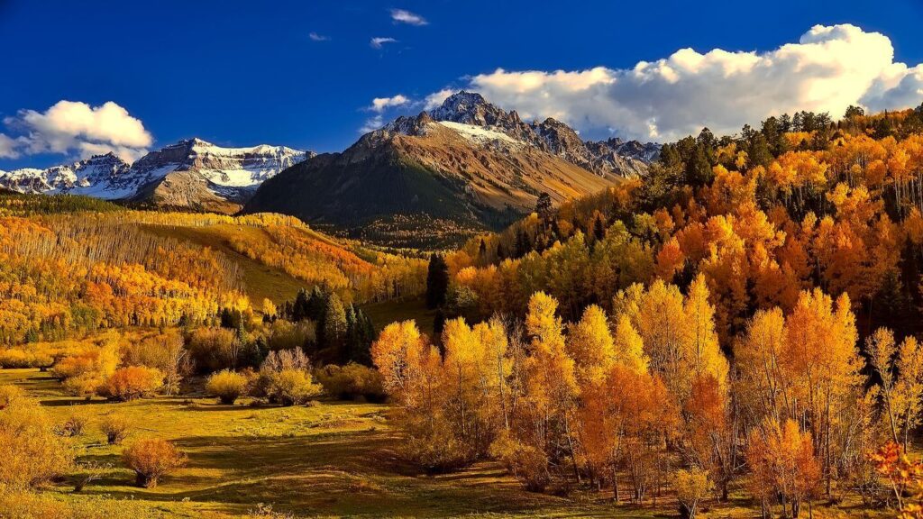 Fields of autumnal trees rising to a mountain top in Colorado.