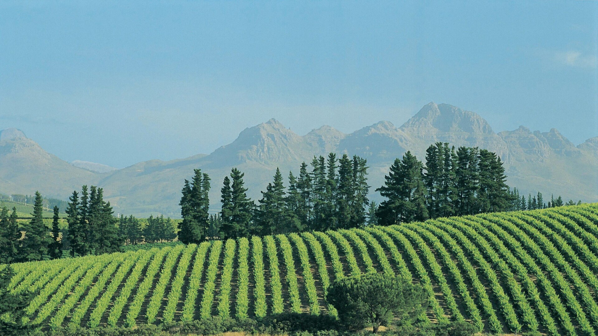 south africa winery