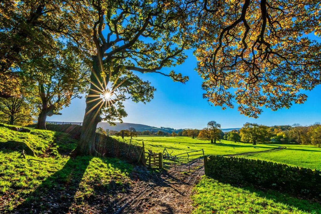 Sunlight filtering through the branches of tall trees in a lush green pasture with a wooden fence and gate in England's Yorkshire countryside.