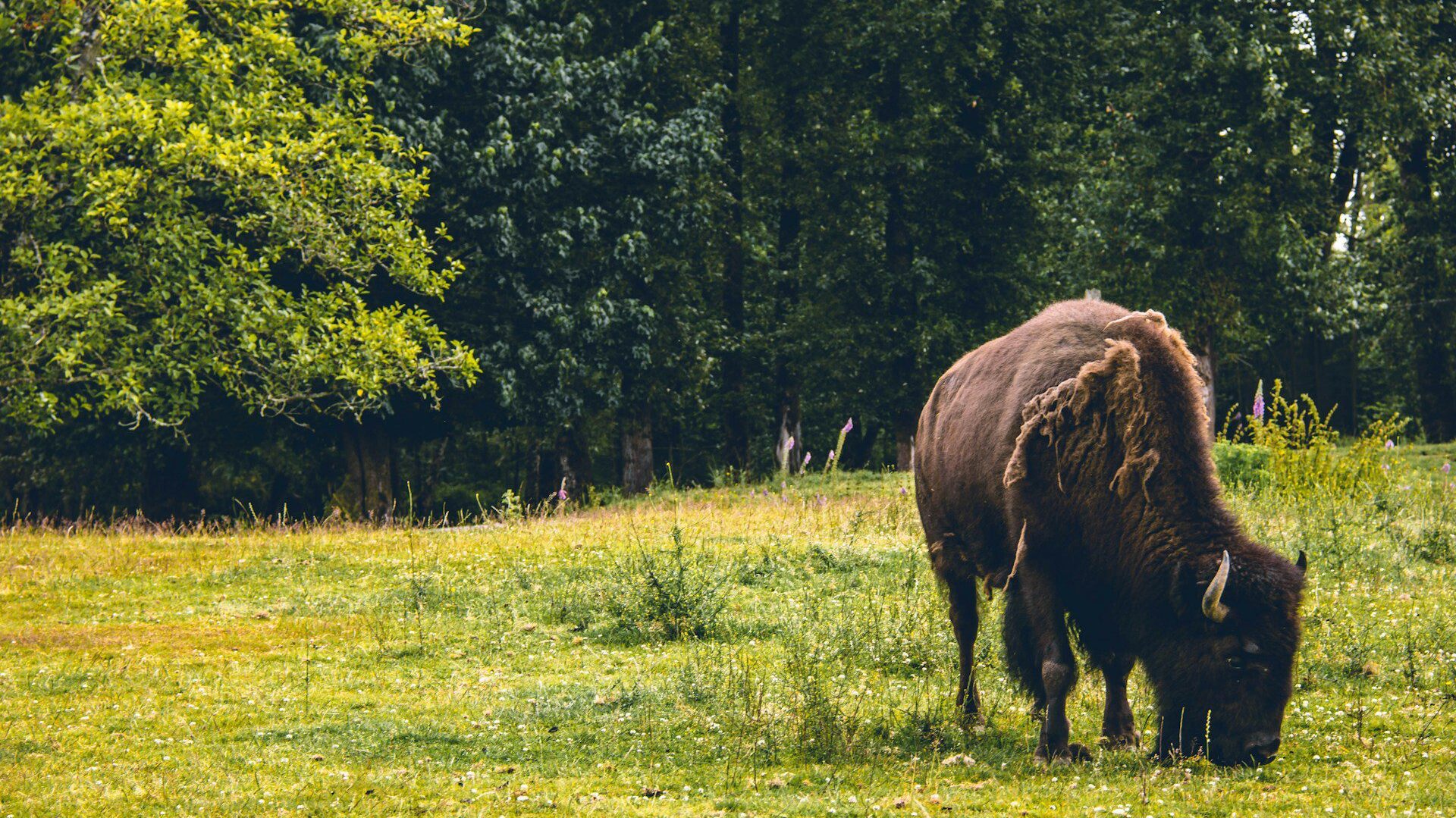 Bison grazing on grass with woodland behind