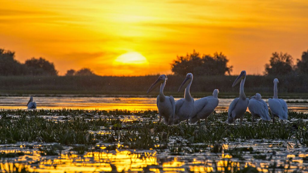 Pelicans in the Danube Delta