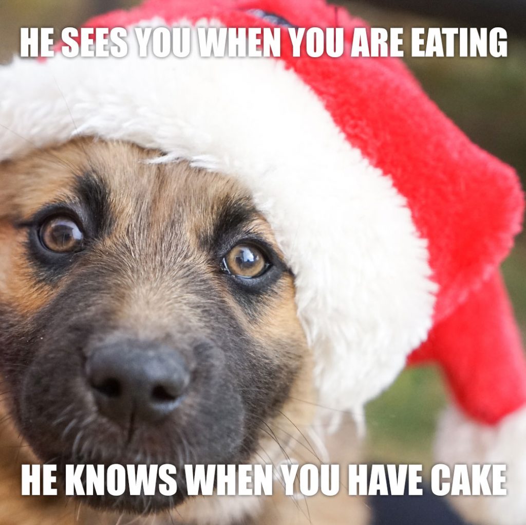 One of the most searched things on Google is a dog in a santa hat.