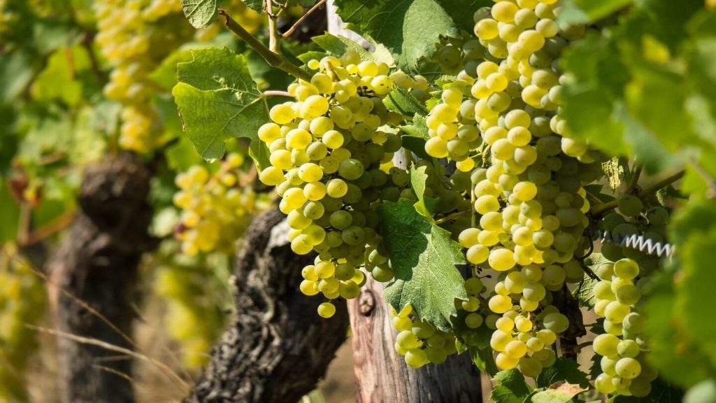 bunches white wine grapes vineyard