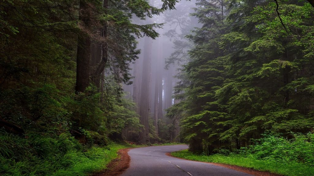 forest road redwood national park united states