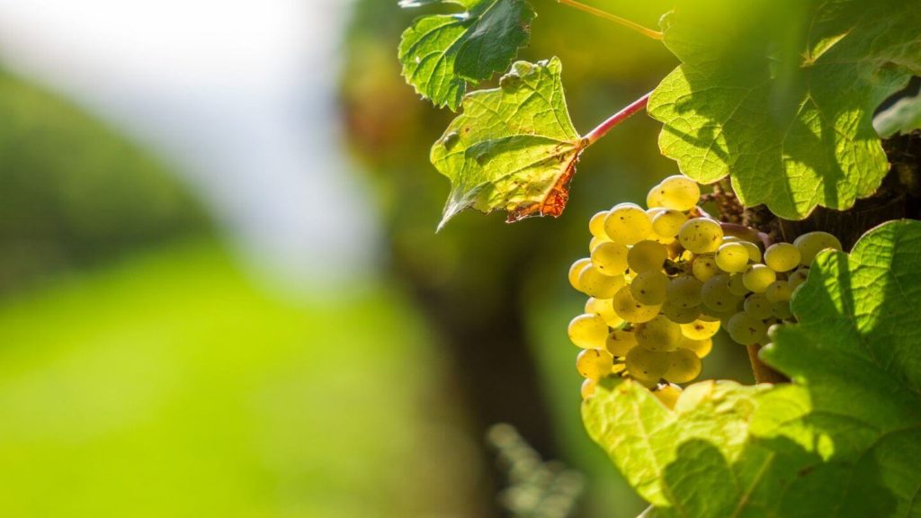 white wine grapes british wine