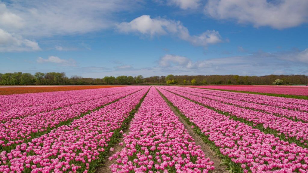 pink tulip field netherlands