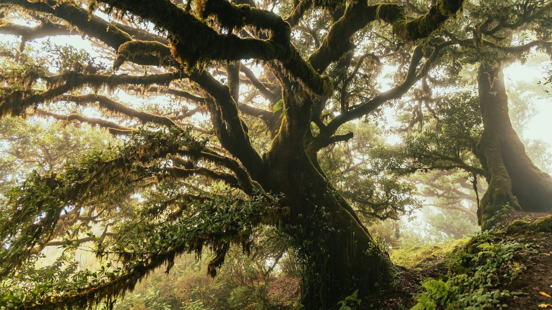 ancient tree
